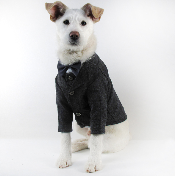 Vjenčanica Pet Suit Gentleman Clothes