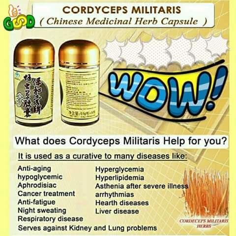 Cordyceps Militaris Capsule - Starttech Online Market